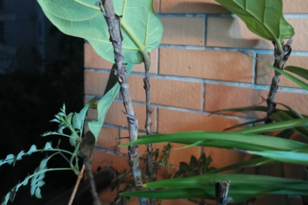 琴叶榕叶子全部剪掉还可以发么，还能发