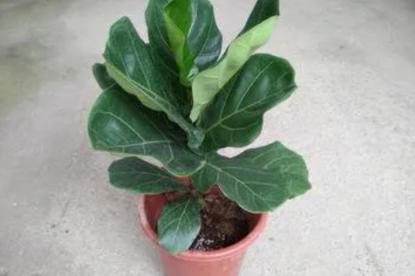 琴叶榕叶子全部剪掉还可以发么，还能发