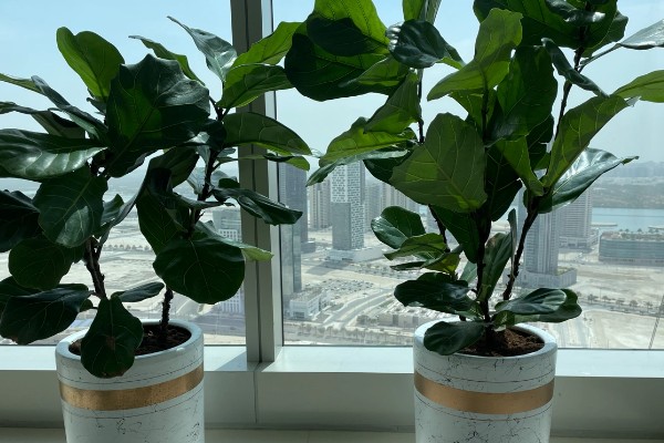 琴叶榕叶子全部剪掉还可以发么，还能发