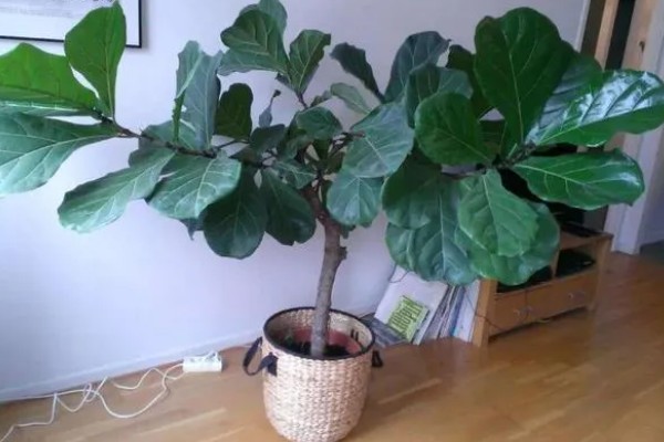 琴叶榕叶子全部剪掉还可以发么，还能发