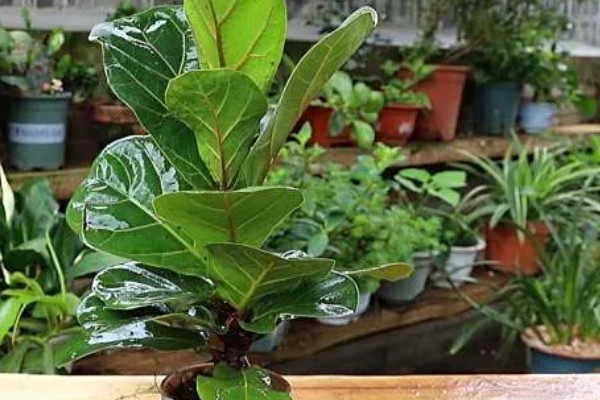 琴叶榕叶子全部剪掉还可以发么，还能发