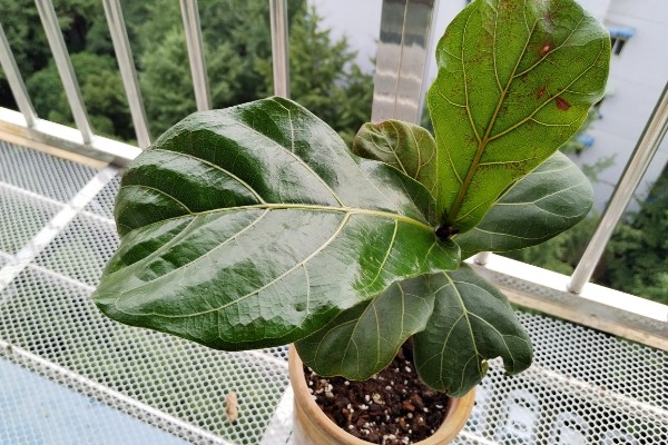 琴叶榕叶子全部剪掉还可以发么，还能发