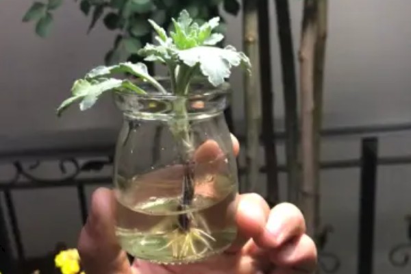 如何让水培菊花快速开花,需要为植株提供适当的光照