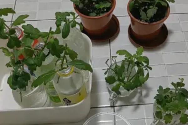 如何让水培菊花快速开花,需要为植株提供适当的光照