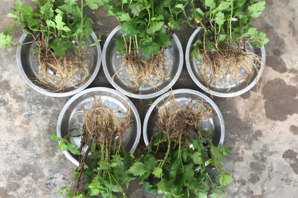 如何让水培菊花快速开花,需要为植株提供适当的光照