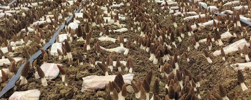 羊肚菌的种植方法，对基质消毒后再接种