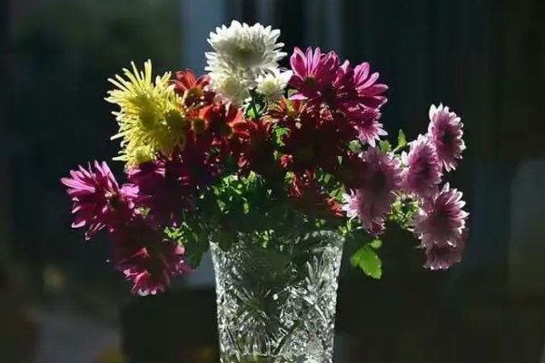 如何让水培菊花快速开花,需要为植株提供适当的光照