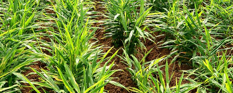 生姜的亩产量,生姜的产量是在3-5千斤左右