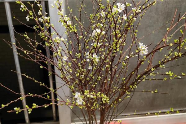 干枝雪柳禁售的原因，没有禁售