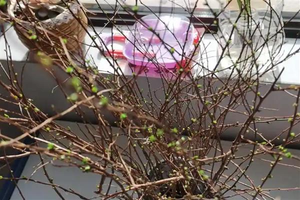 干枝雪柳禁售的原因，没有禁售