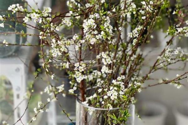 干枝雪柳禁售的原因，没有禁售