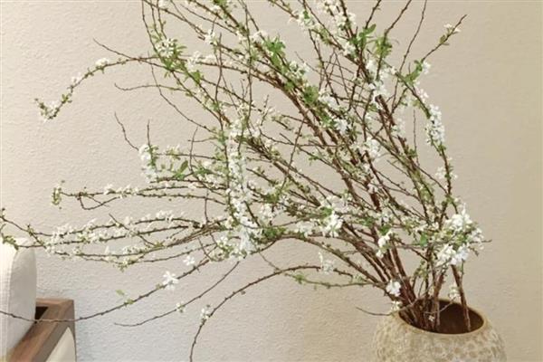 干枝雪柳禁售的原因，没有禁售