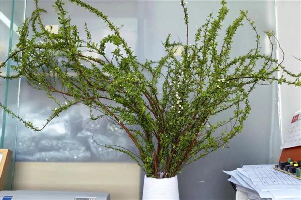 干枝雪柳禁售的原因，没有禁售