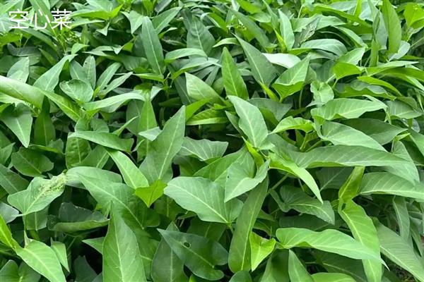 空心菜与红薯叶的区别，科属和叶片形状均不同