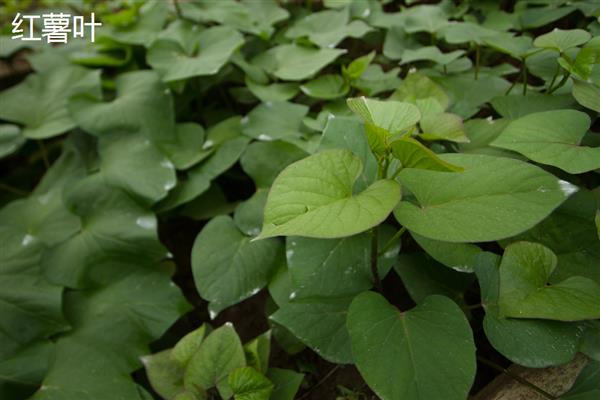 空心菜与红薯叶的区别，科属和叶片形状均不同