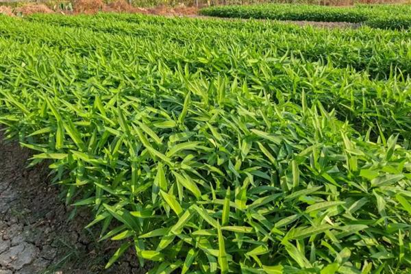 空心菜与红薯叶的区别，科属和叶片形状均不同