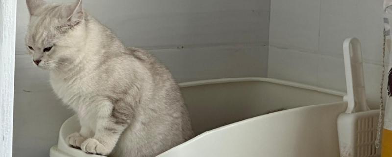 猫咪尿味太重如何清除，开窗透气可以有效去除