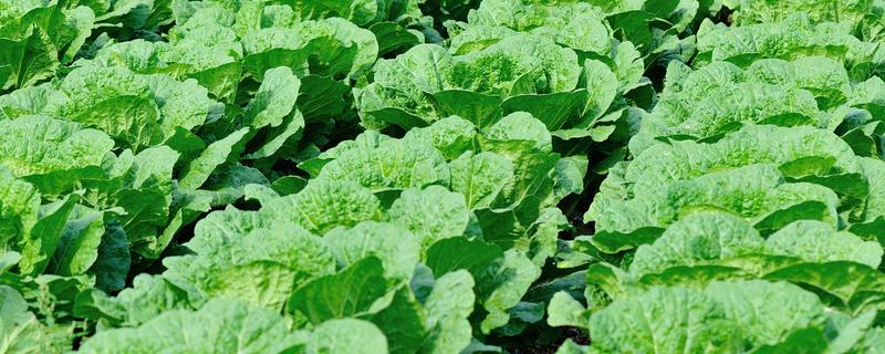 秋季怎么种植大白菜，定苗后亩施尿素15公斤