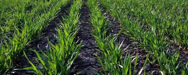 小麦有什么品种,豫麦34号、豫麦41号等品种品质好