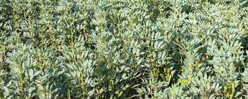 蚕豆适合在什么土壤中种植，以富含有机质和排水性较好的沙壤土为宜