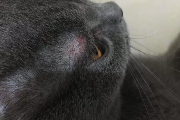 出现猫癣的原因，接触病猫、环境潮湿都有可能发病