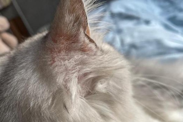 出现猫癣的原因，接触病猫、环境潮湿都有可能发病