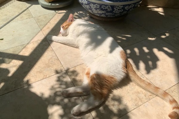 出现猫癣的原因，接触病猫、环境潮湿都有可能发病