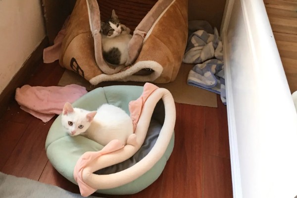 出现猫癣的原因，接触病猫、环境潮湿都有可能发病