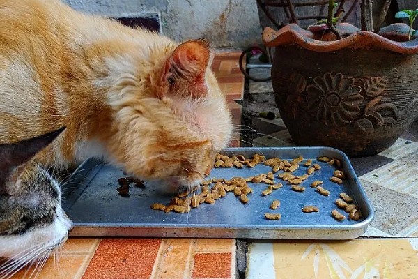 出现猫癣的原因，接触病猫、环境潮湿都有可能发病