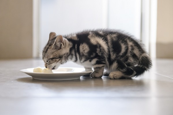 出现猫癣的原因，接触病猫、环境潮湿都有可能发病