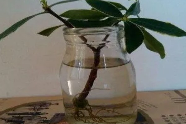 瑞香如何扦插水培，要选择健康无病害的枝条