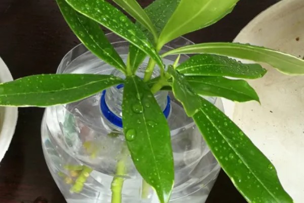 瑞香如何扦插水培，要选择健康无病害的枝条