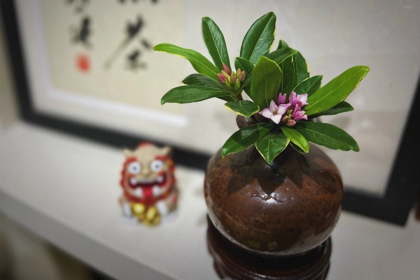 瑞香如何扦插水培，要选择健康无病害的枝条