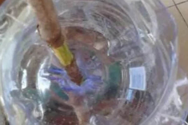 瑞香如何扦插水培，要选择健康无病害的枝条