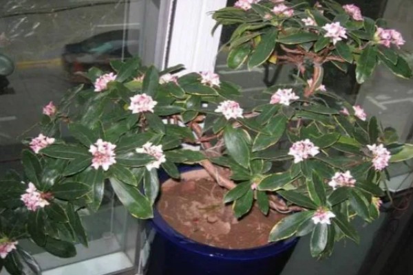 瑞香如何扦插水培，要选择健康无病害的枝条