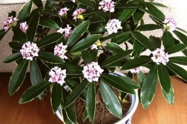 瑞香如何扦插水培，要选择健康无病害的枝条