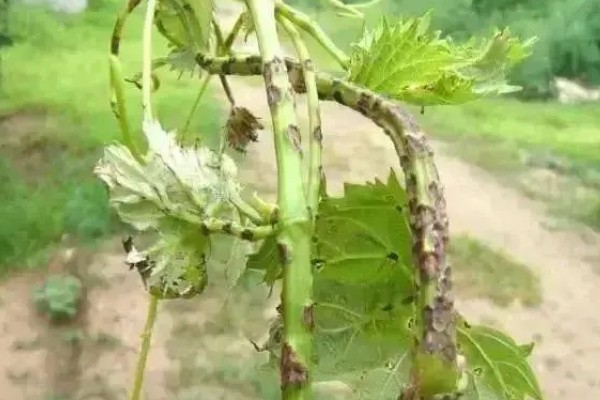 葡萄苗病虫害怎么防治,长出8片叶时可喷施多菌灵