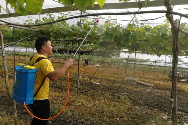 葡萄苗病虫害怎么防治,长出8片叶时可喷施多菌灵