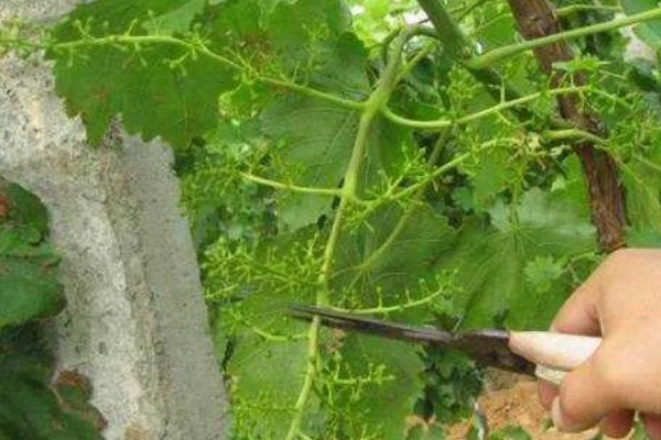 葡萄苗病虫害怎么防治,长出8片叶时可喷施多菌灵