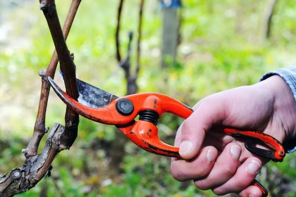 葡萄苗病虫害怎么防治,长出8片叶时可喷施多菌灵