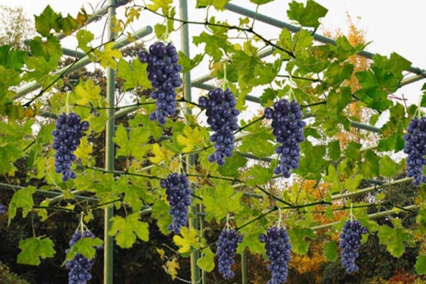 葡萄苗病虫害怎么防治,长出8片叶时可喷施多菌灵