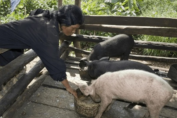 40到50斤的猪一顿喂多少，要喂1.4-1.8斤的饲料