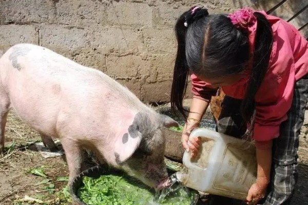 40到50斤的猪一顿喂多少，要喂1.4-1.8斤的饲料