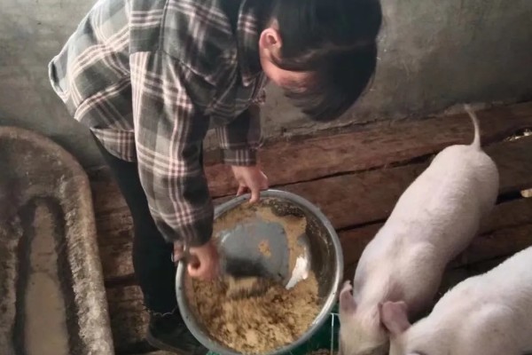 40到50斤的猪一顿喂多少，要喂1.4-1.8斤的饲料