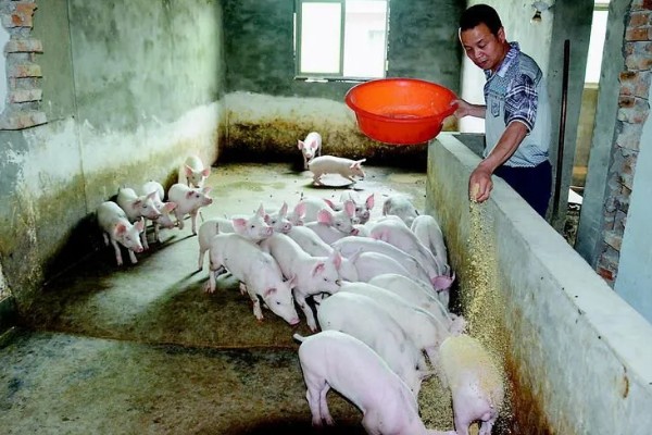 40到50斤的猪一顿喂多少，要喂1.4-1.8斤的饲料