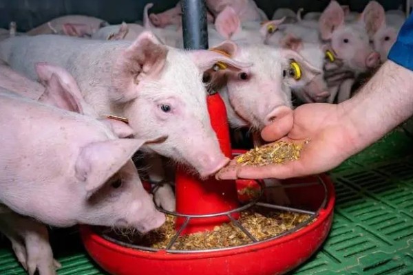 40到50斤的猪一顿喂多少，要喂1.4-1.8斤的饲料