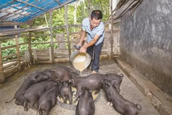 40到50斤的猪一顿喂多少，要喂1.4-1.8斤的饲料