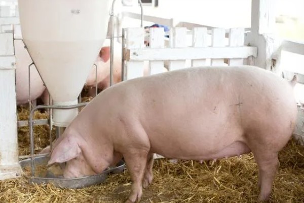 40到50斤的猪一顿喂多少，要喂1.4-1.8斤的饲料