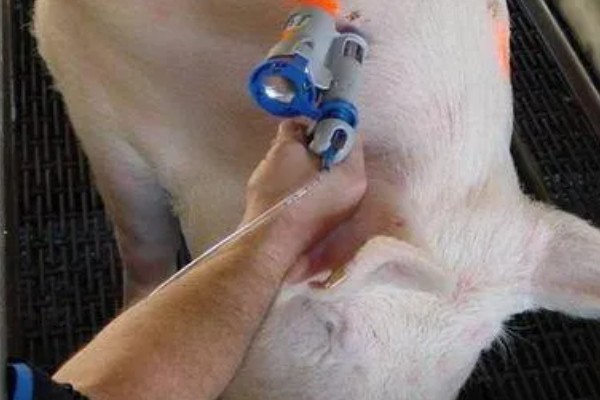 40到50斤的猪一顿喂多少，要喂1.4-1.8斤的饲料