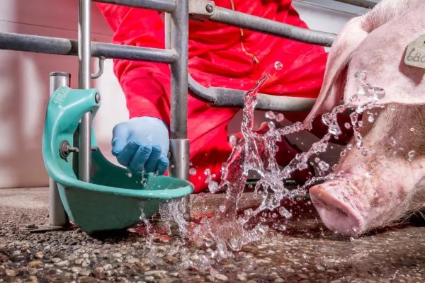 40到50斤的猪一顿喂多少，要喂1.4-1.8斤的饲料